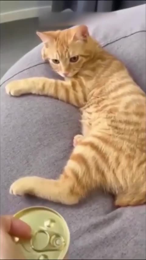 63. Pawsitively Hilarious The Funniest Moments of our Furry Friends!