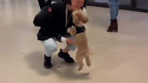 Dog's Comedy Videos 🤣 so cute videos and puppies comedy scenes 🤣 so cute 🥰 🥰 🥰 🥰