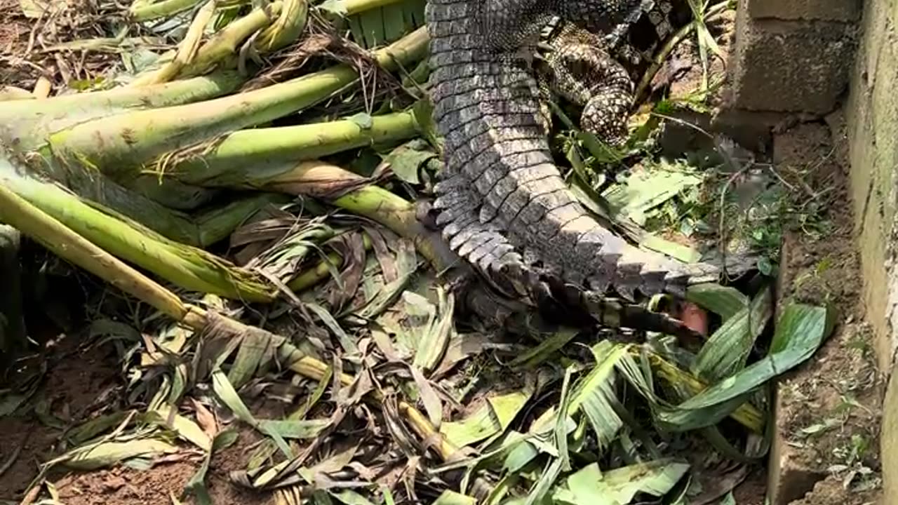 Oh, what a magical hook