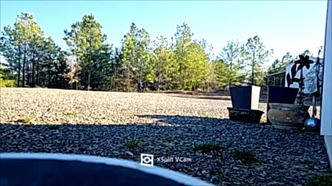 Timber!