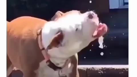 Dirty dog