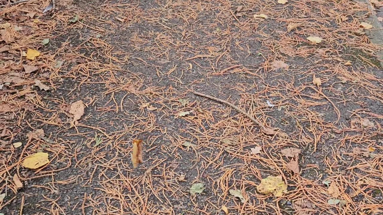 Bizarre Floating Leaf Suspended in Mid-Air