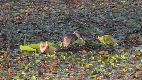 Four Pied Billed Grebe Hatchlings