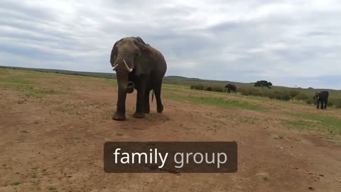Facts About African Elephents