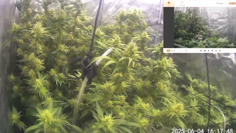 I Grew Two Strains Of Cannabis Side By Side - Which Is Better?