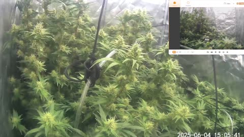 I Grew Two Strains Of Cannabis Side By Side - Which Is Better?