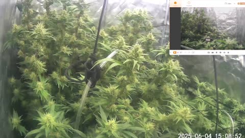 I Grew Two Strains Of Cannabis Side By Side - Which Is Better?