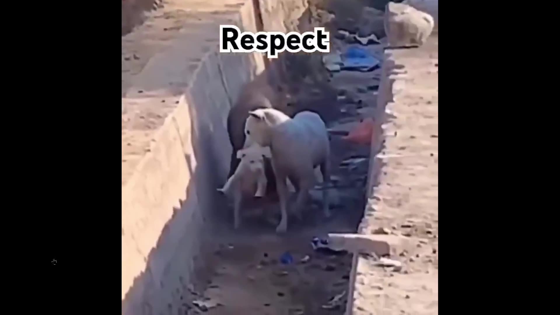 Quick Smile Clip: This video made me tear up - nice how they did it together