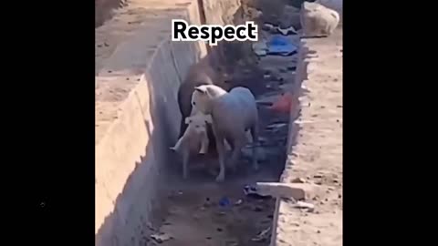 Quick Smile Clip: This video made me tear up - nice how they did it together