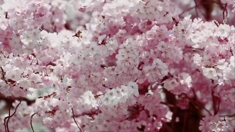 Flowers Nature Background Free Stock Videos Free stock footage