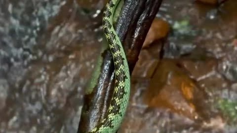 Animals 5