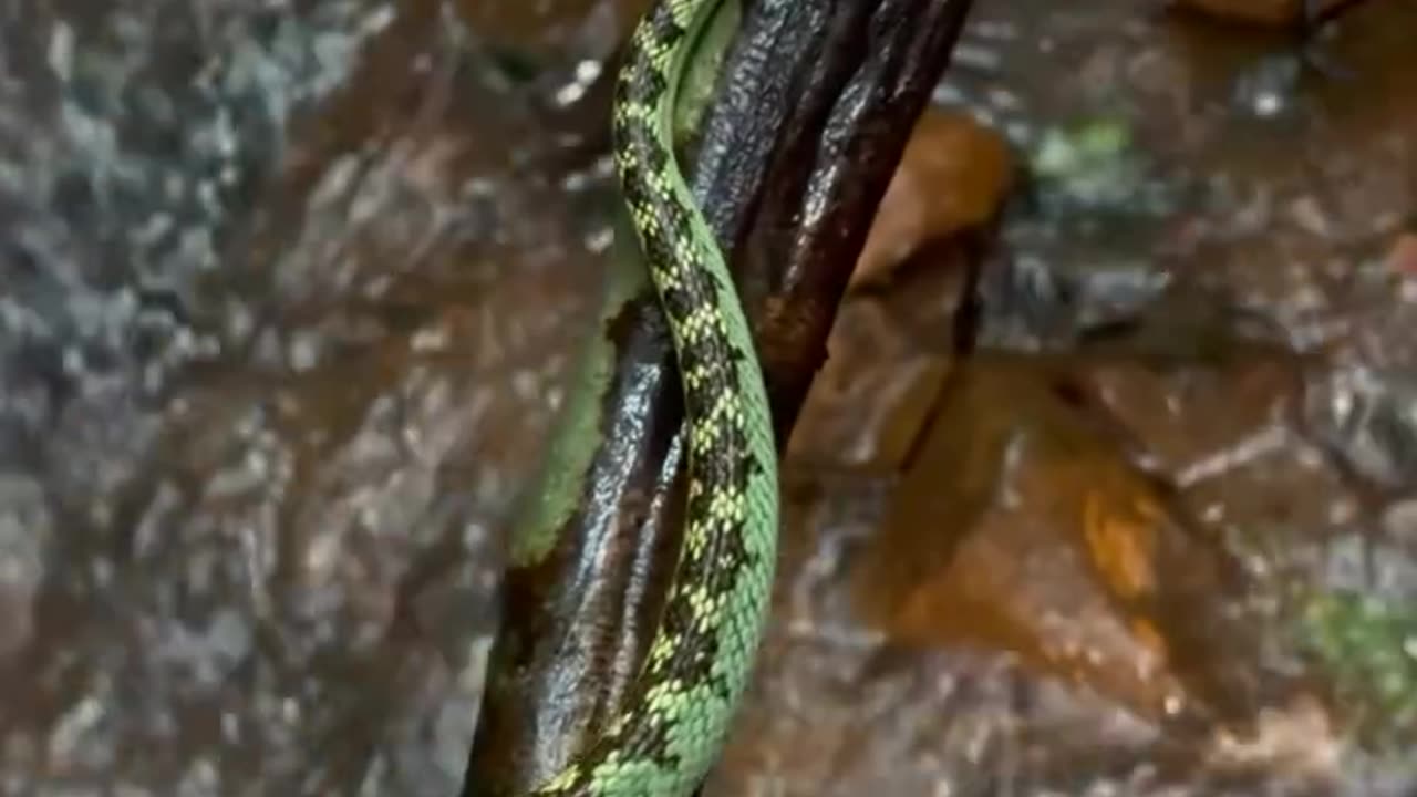 Animals 5