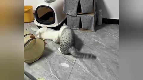 Sleepy Cats