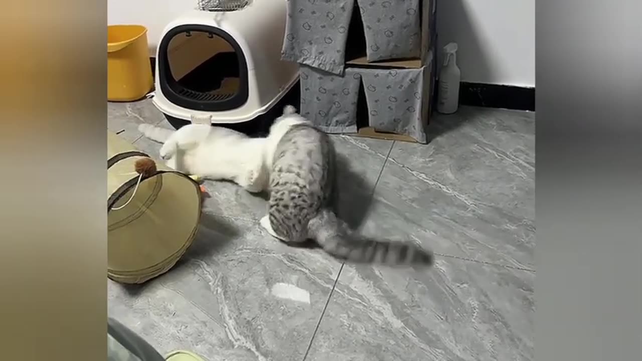 Sleepy Cats