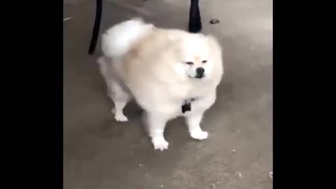 cute dog