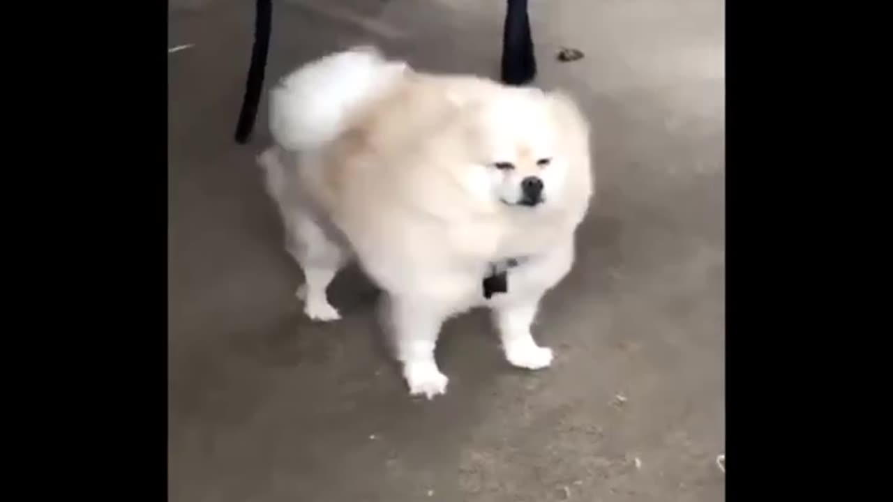 cute dog