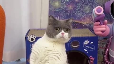 Cat vs Dog Dance Battle 🐱🕺🐶 Who Won This Epic Showdown? 😂🔥 #Shorts