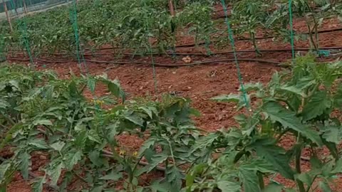 A tomato greenhouse