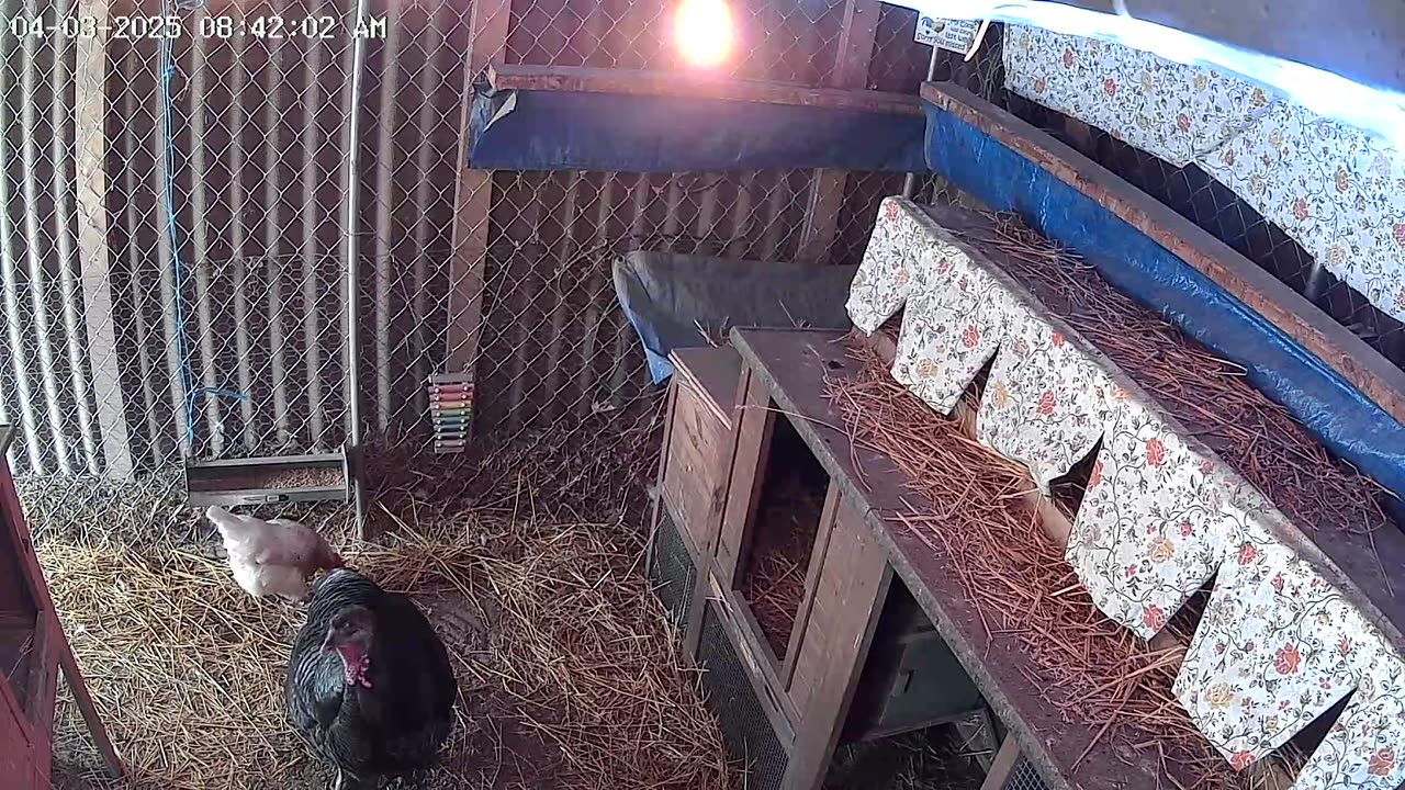 Petunia the Turkey
