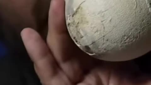 🤯🦕 Discover a Perfectly Preserved 70-Million-Year-Old Dinosaur Egg! | FeedMyCuriosity