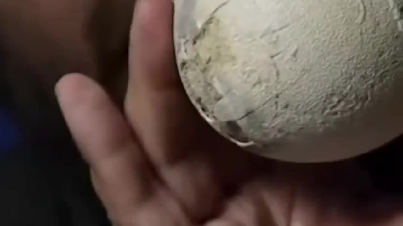 🤯🦕 Discover a Perfectly Preserved 70-Million-Year-Old Dinosaur Egg! | FeedMyCuriosity