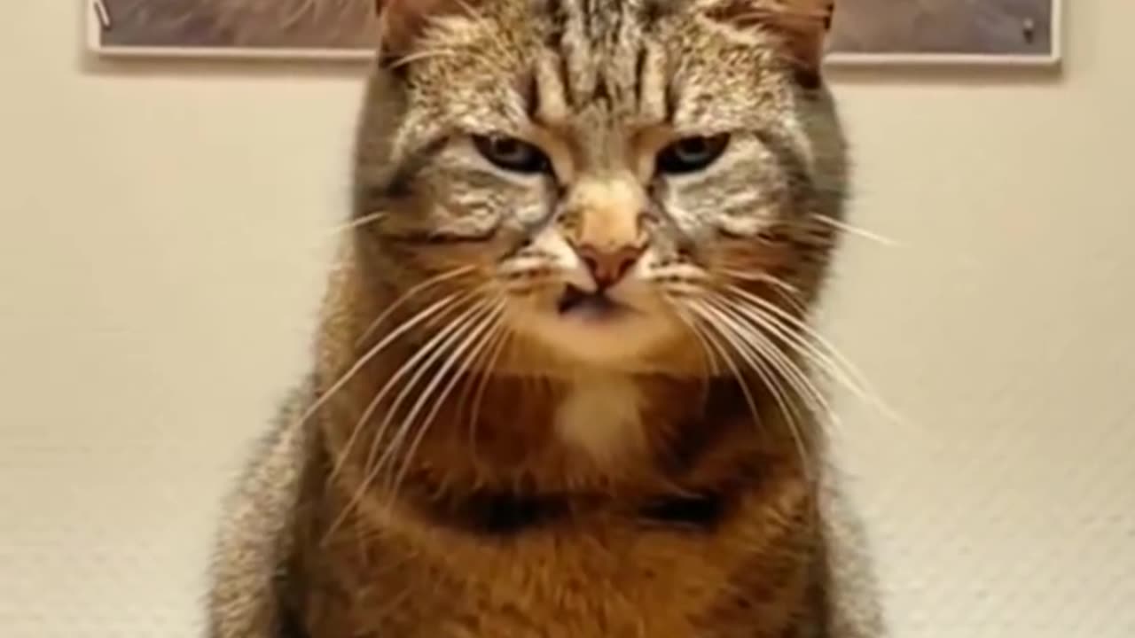 Funny Dog