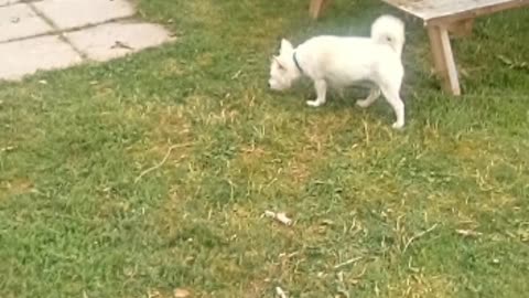 dog