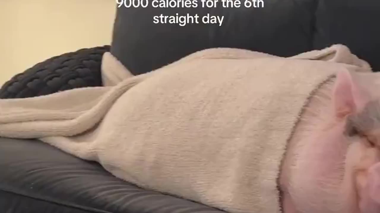 Pig In A Blanket