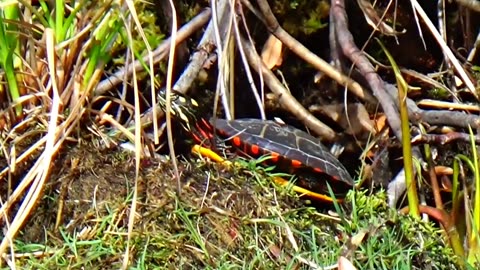 Painted Turtle