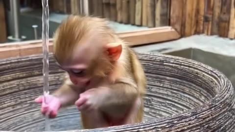 This Happy Baby Monkey Will Brighten Your Day! #Shorts