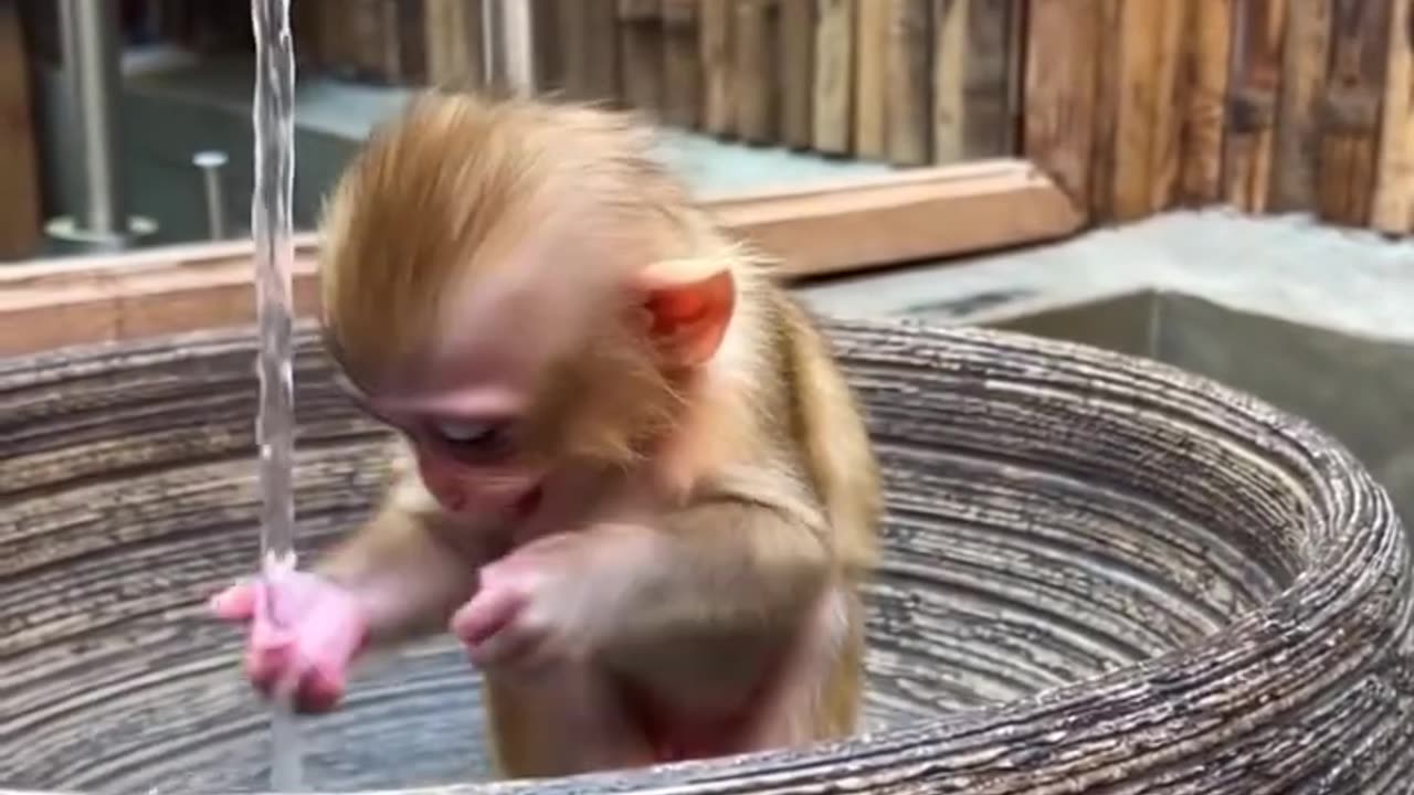 This Happy Baby Monkey Will Brighten Your Day! #Shorts