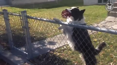 Animals are funny