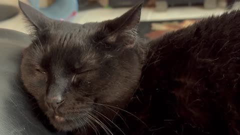 Cute Precious Piper Guards While Lap Catting - Adopting a Cat from a Shelter Vlog
