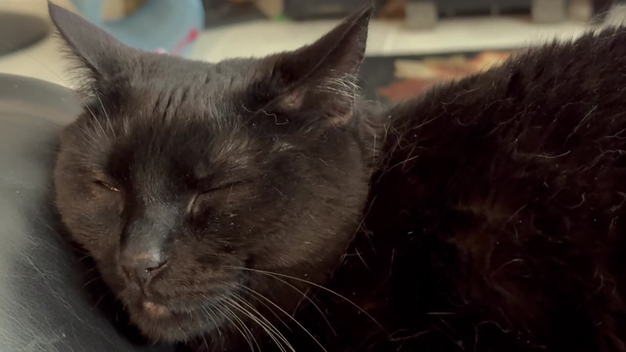 Cute Precious Piper Guards While Lap Catting - Adopting a Cat from a Shelter Vlog