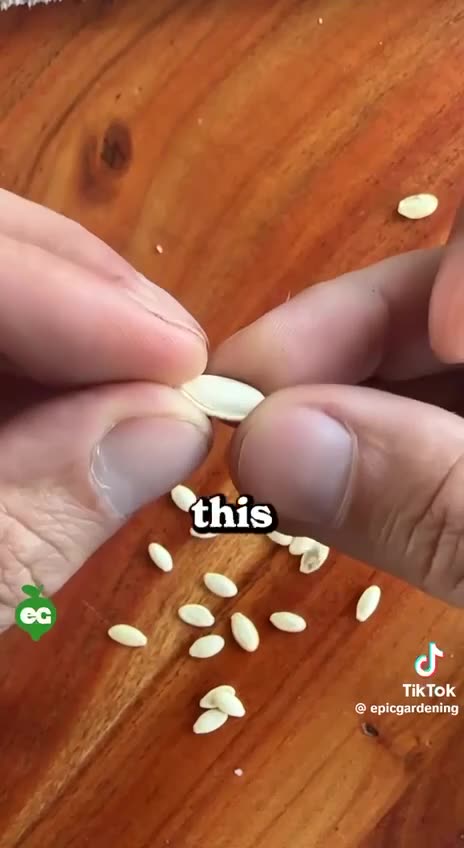 We make it easy for you to start growing heirloom garden seeds.