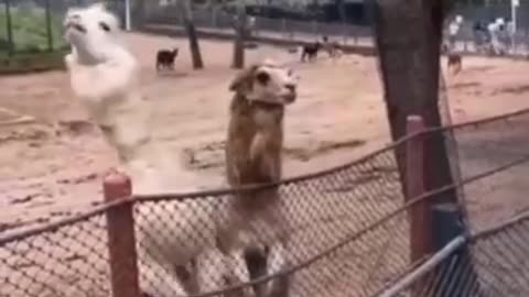Animal