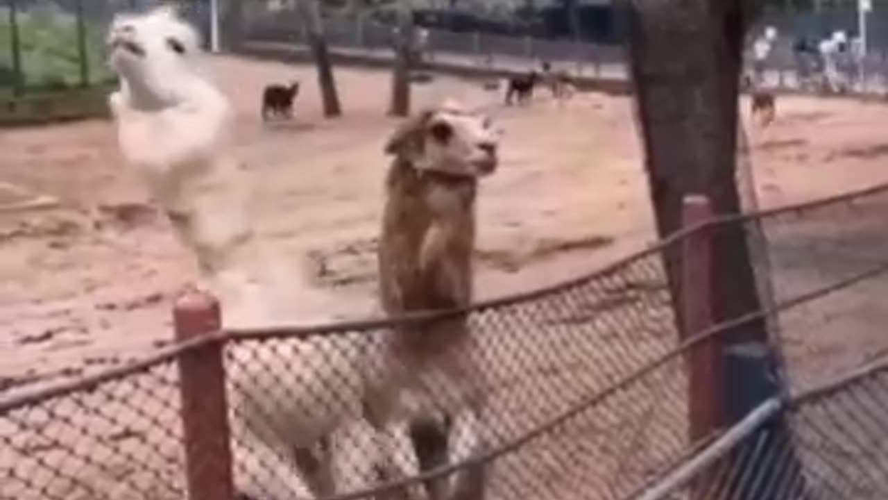 Animal