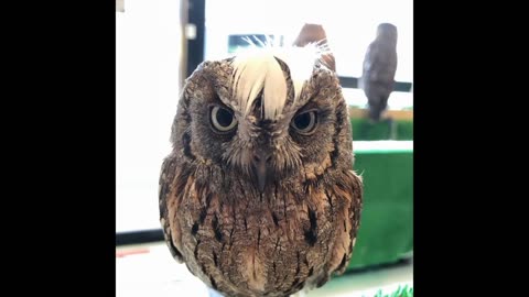 Photo models with feathers: owl catwalk