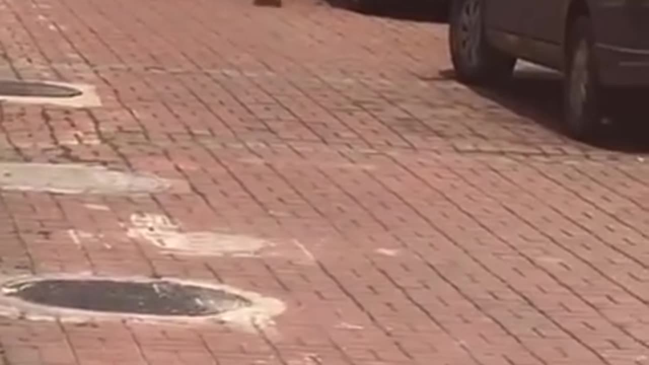 Funny animal videos