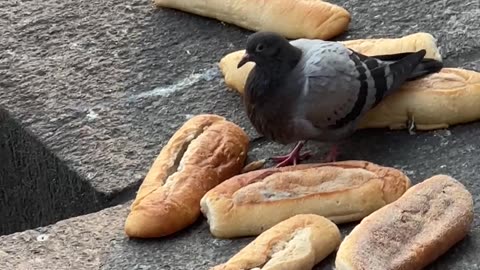 Lone Pigeon Hoards Bread Loaf Lotto