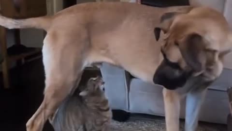Dogs comedy Videos 🤣 so cute videos 😍 funny videos 🤣