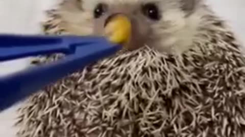 😂🍽️ Grumpy Hedgehog's Snack Time Surprise! | FunFM