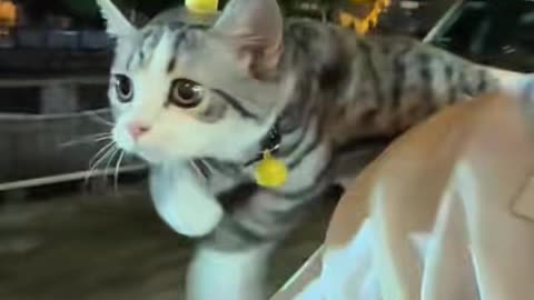 Cute Cat Playing