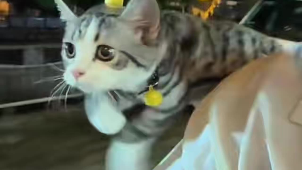 Cute Cat Playing