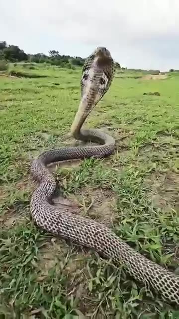 Massive Snake Attack | Green Screen Effect Viral Short Video"