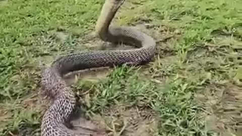 Massive Snake Attack | Green Screen Effect Viral Short Video"