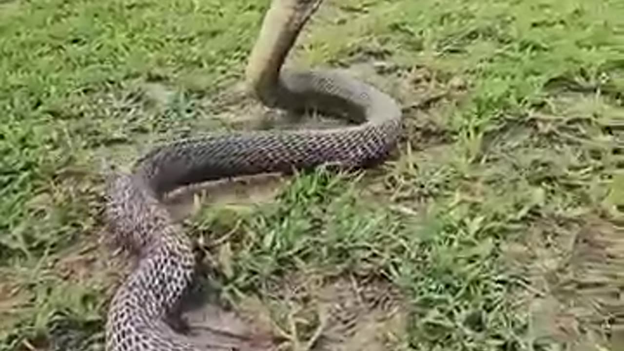 Massive Snake Attack | Green Screen Effect Viral Short Video"
