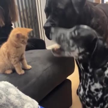 Who’s the boss? 😂