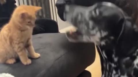 Who’s the boss? 😂