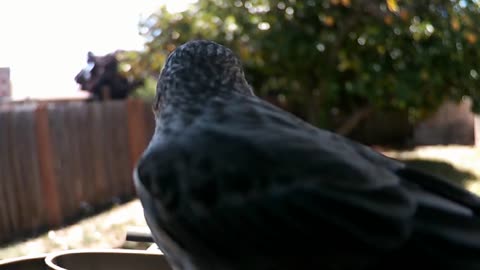 New Bird In Town